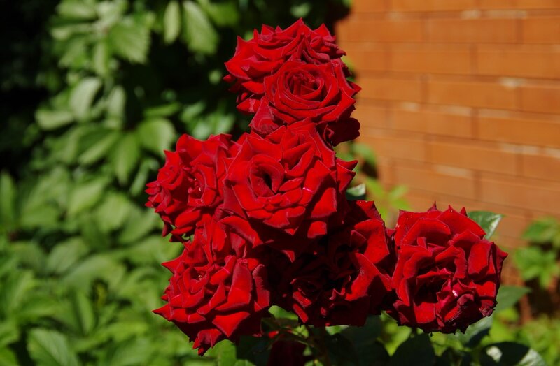 Cluster of red roses in garden