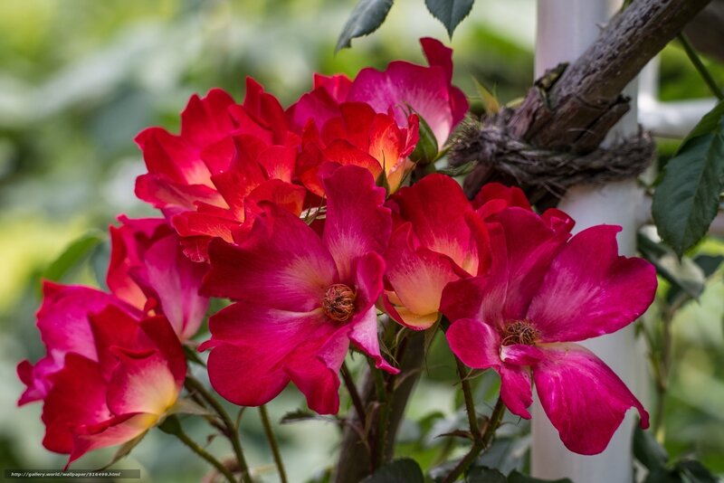 Cluster of Red Roses — Natural, Summer, Photograph