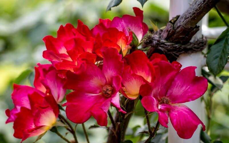 Cluster of Red Roses — Natural, Summer