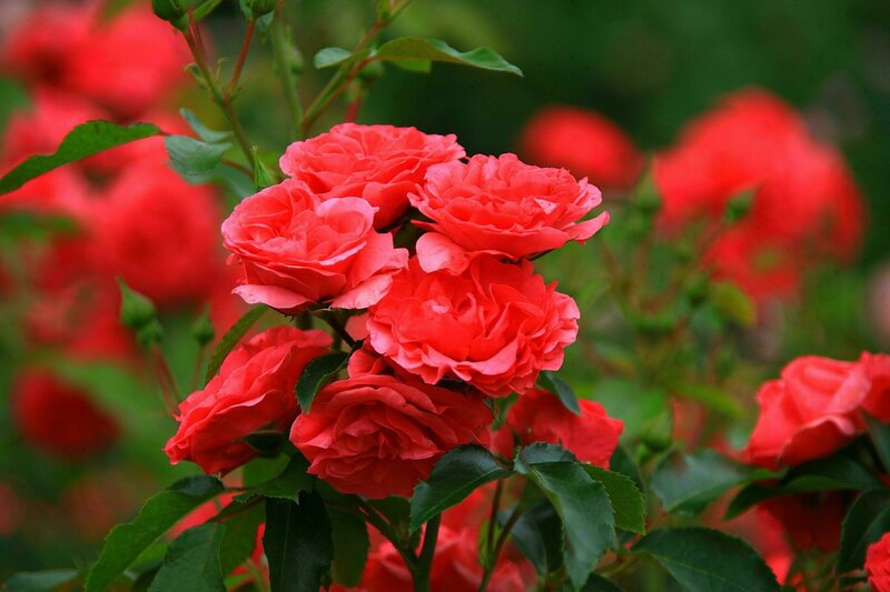 Cluster of Red Roses — Natural