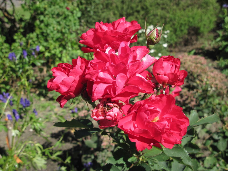 Cluster of Red Roses — Serene