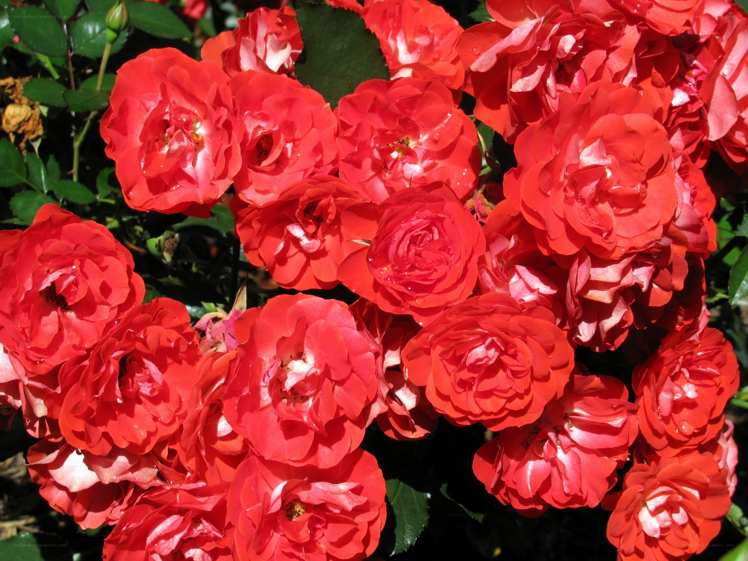 cluster of red roses