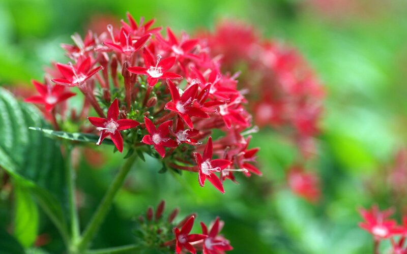 cluster of red star-shaped flowers