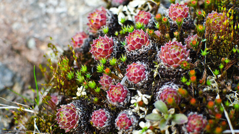 cluster of red succulents