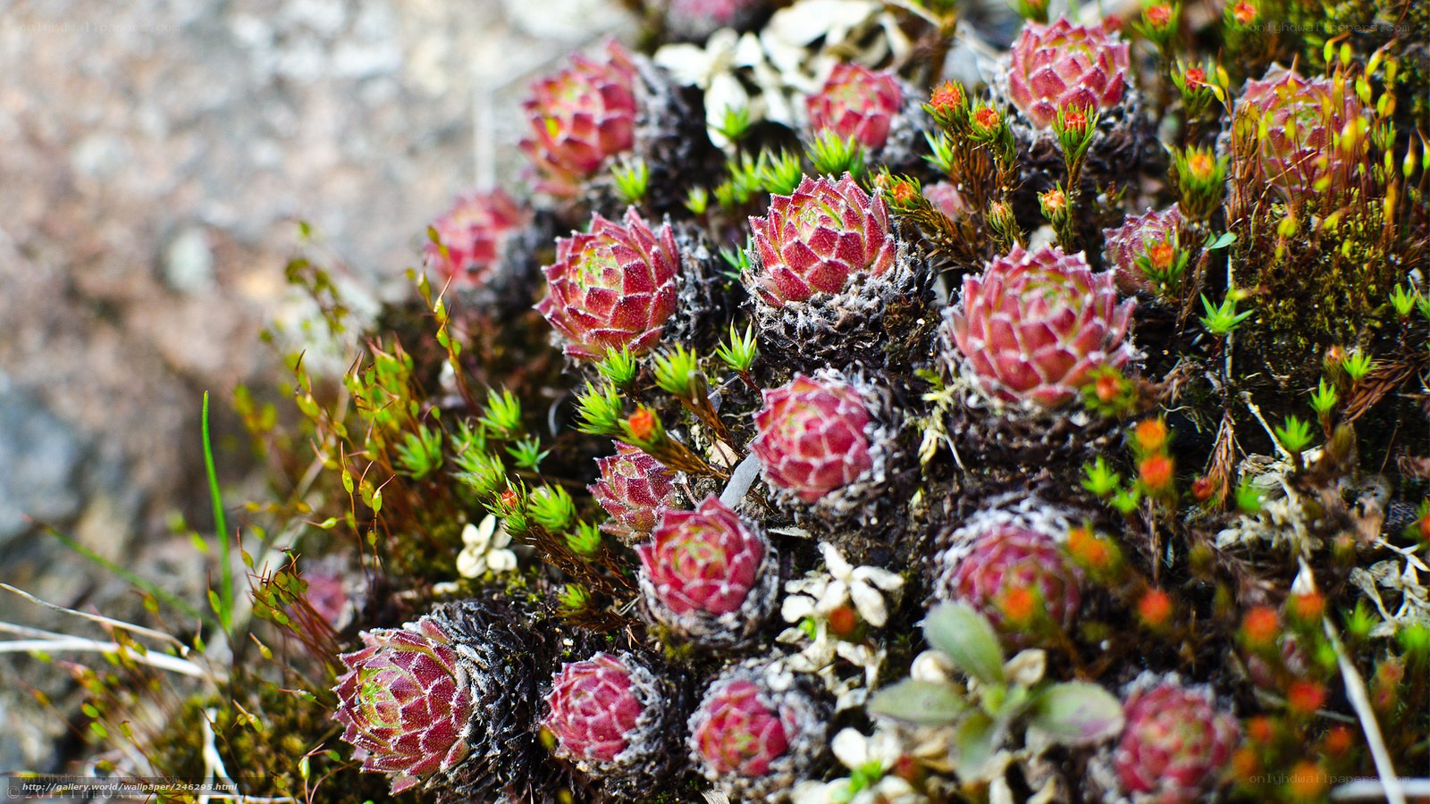 cluster of red succulents