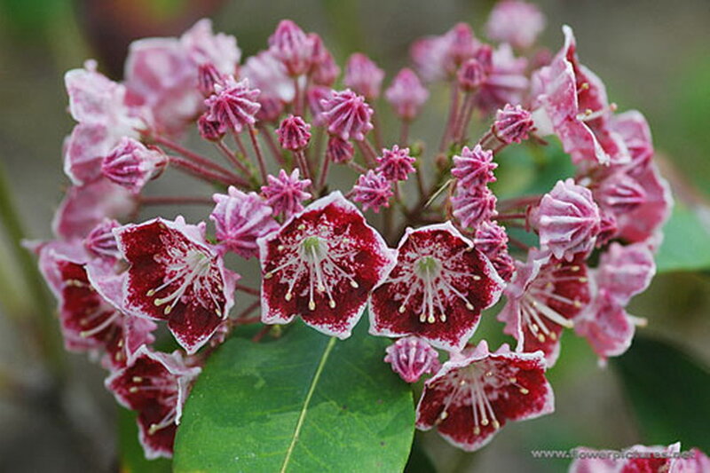 Cluster of Rhododendron Flowers