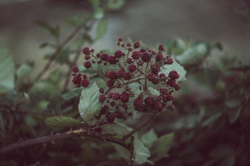cluster of ripe blackberries