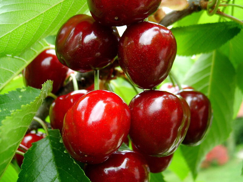 cluster of ripe cherries