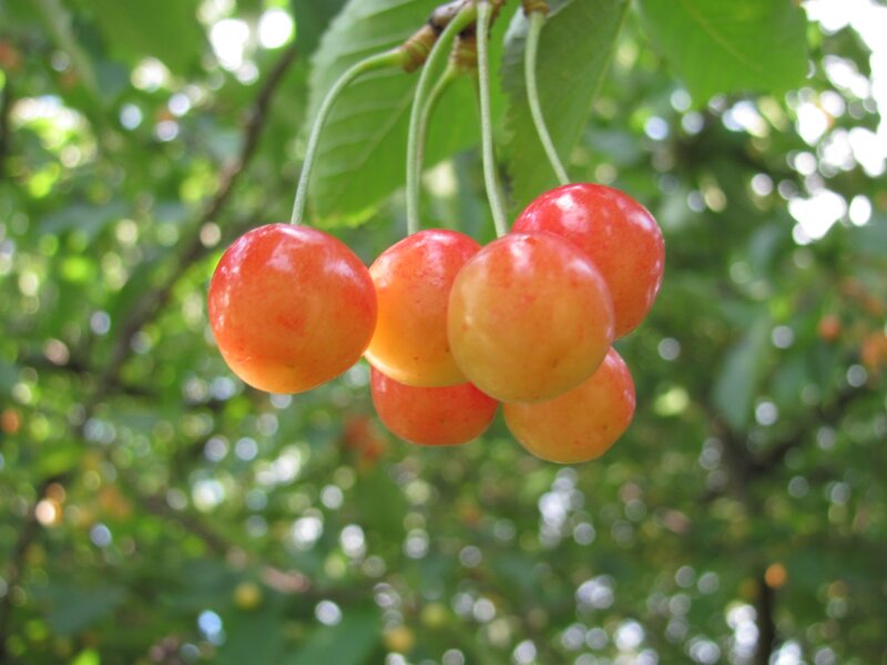 cluster of ripe cherries on a branch