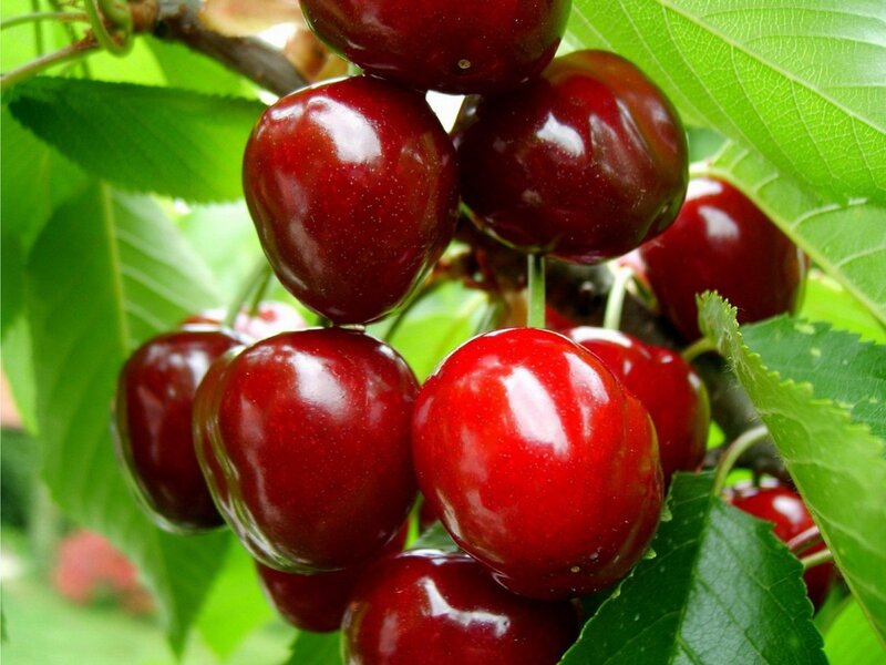 cluster of ripe cherries on a tree
