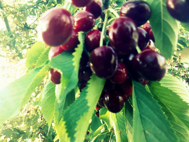 Cluster of Ripe Cherries — Red