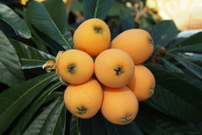 cluster of ripe loquats on a tree