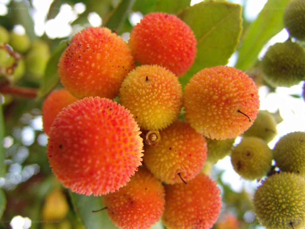 cluster of ripe strawberry trees