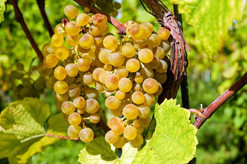 cluster of ripe white grapes