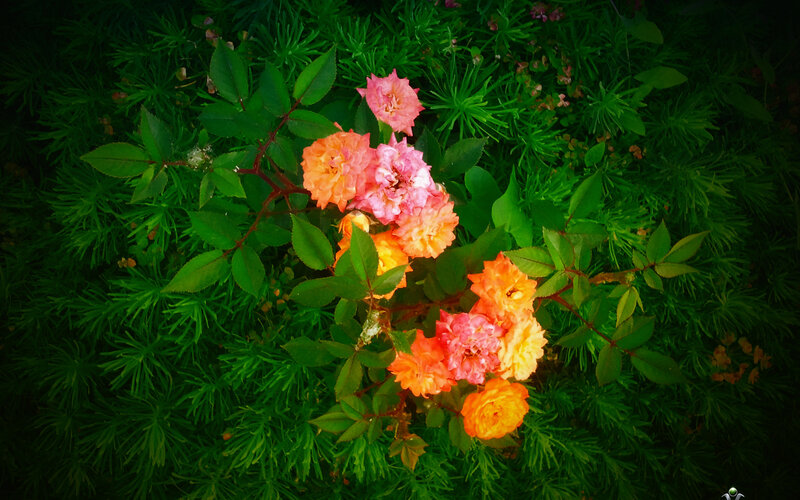 Cluster of Roses