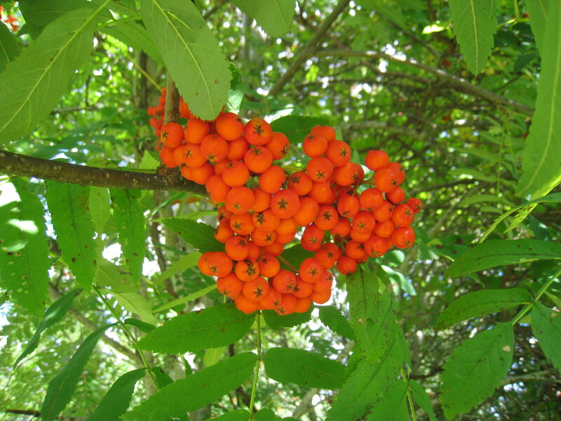 Cluster of Rowan Berries — Orange