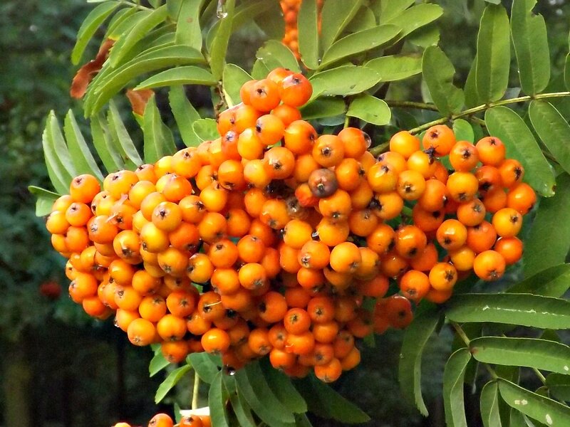 Cluster of Rowan Berries
