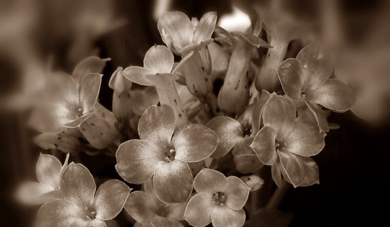 Cluster of Small Flowers — Brown