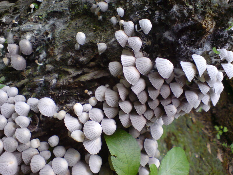 Cluster of Small Mushrooms