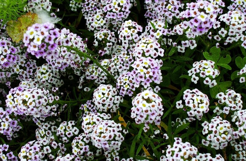cluster of small white and purple flowers