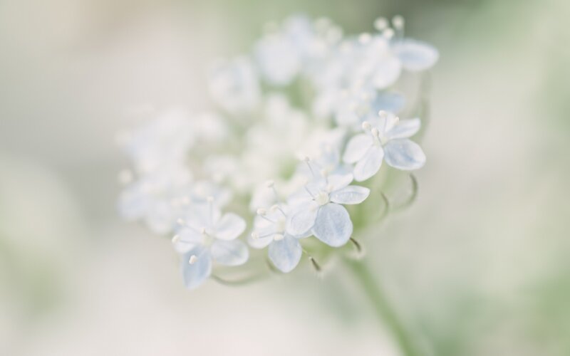 Cluster of Small White Flowers — Serene
