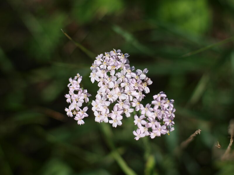 cluster of small white flowers