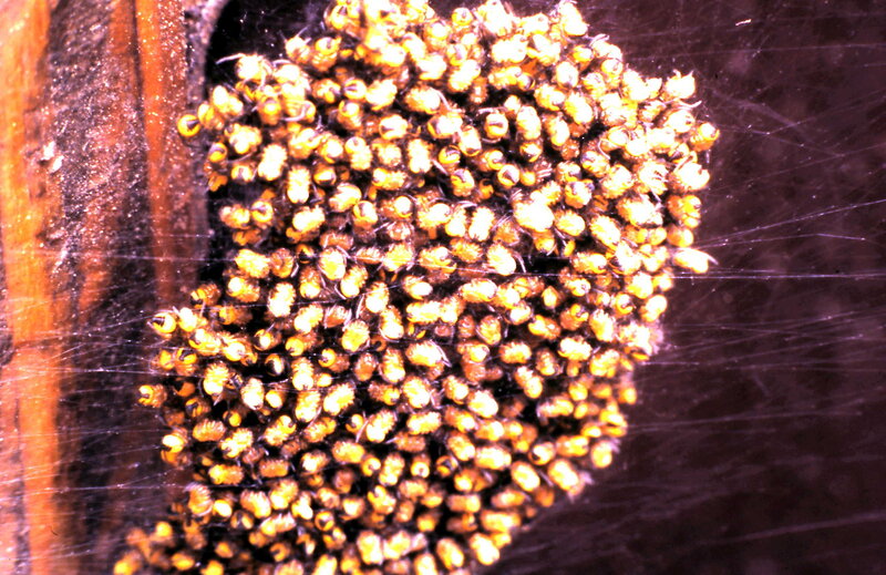 Cluster of Spiderlings