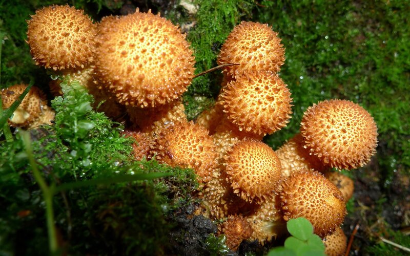cluster of spiky mushrooms