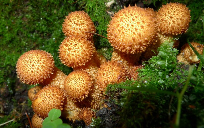 cluster of spiky mushrooms