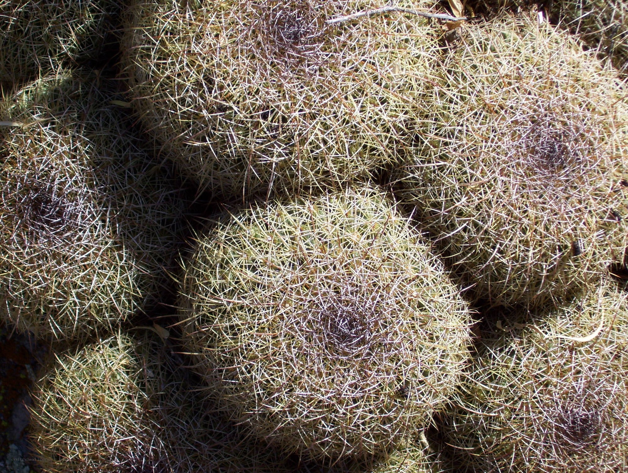 cluster of spiny cacti