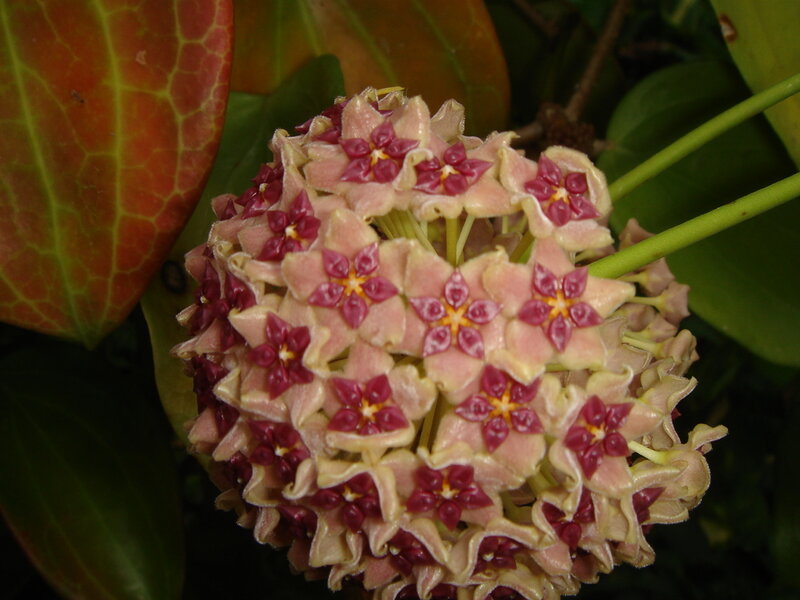 cluster of star-shaped flowers