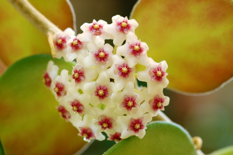cluster of star-shaped flowers