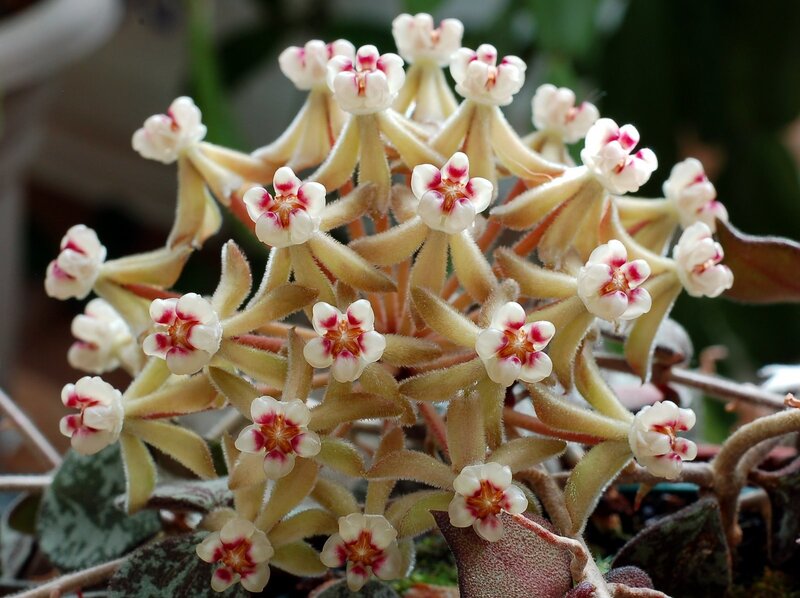 cluster of star-shaped flowers