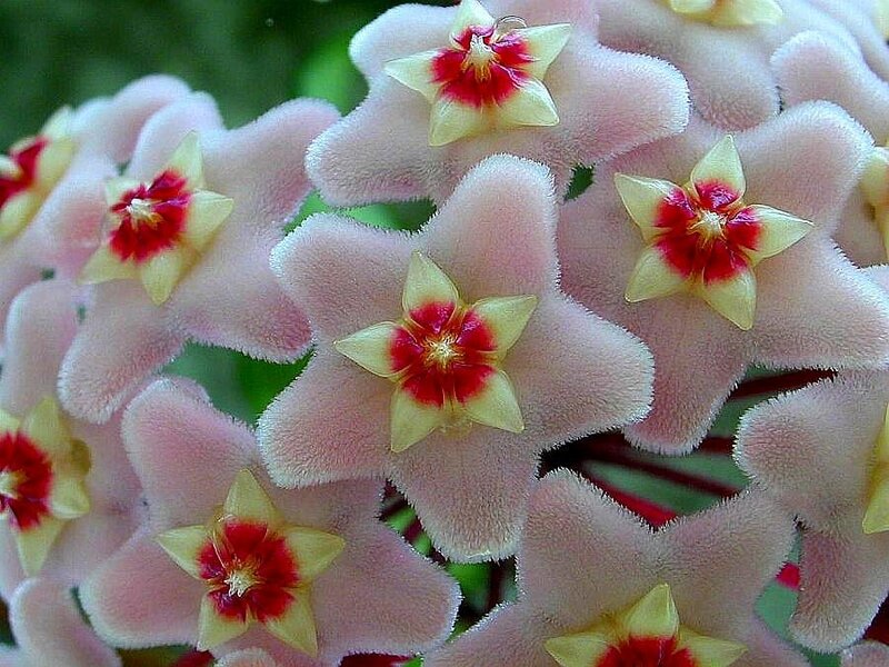 cluster of star-shaped flowers