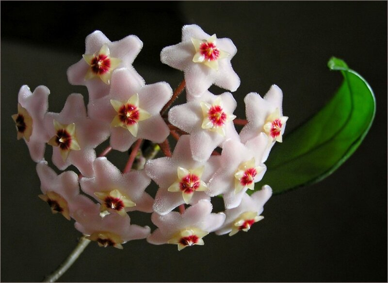 cluster of star-shaped flowers