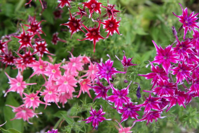 Cluster of Star-shaped Flowers — Pink