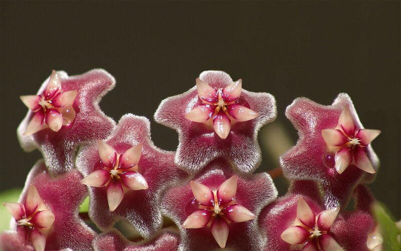 cluster of star-shaped flowers