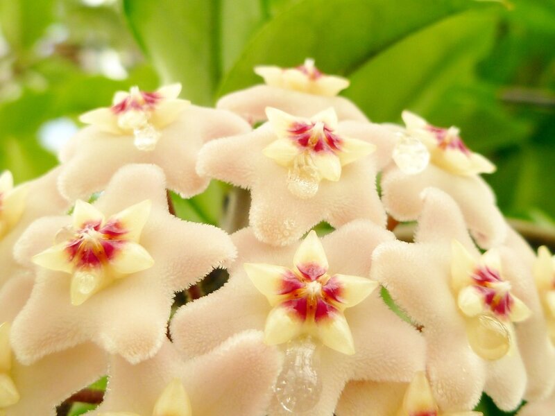 Cluster of Star-shaped Flowers — White