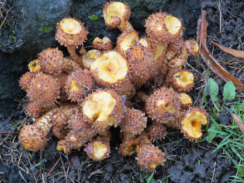 Cluster of Stinkhorn Mushrooms