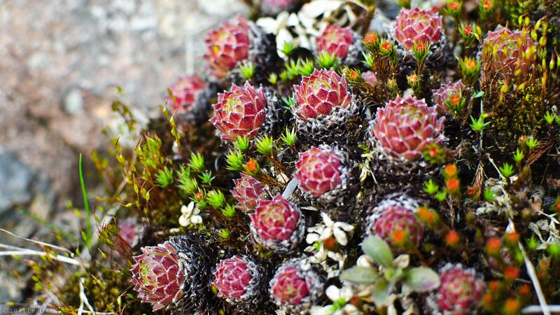 cluster of succulent plants