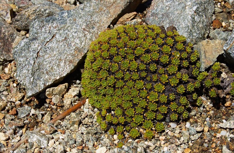 cluster of succulent plants