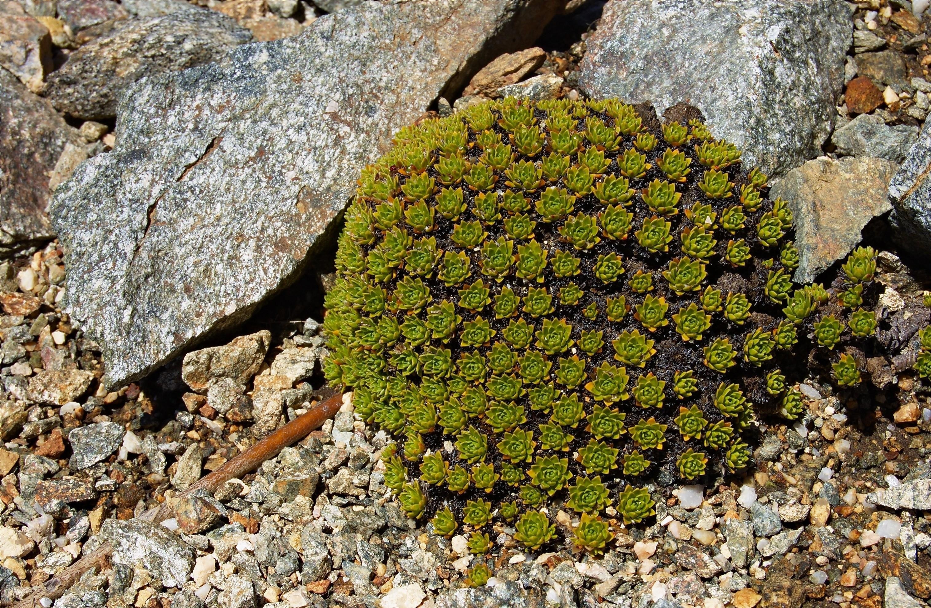 cluster of succulent plants