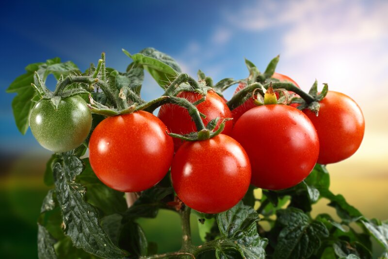 Cluster of Tomatoes on Vine