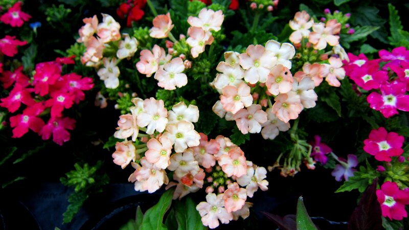 Cluster of Verbena Flowers