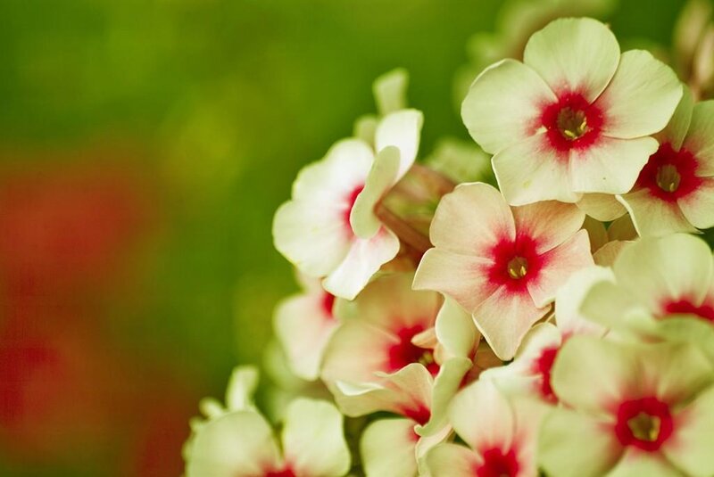 cluster of white and red flowers