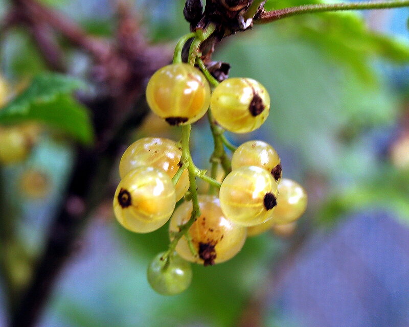 Cluster of White Currants
