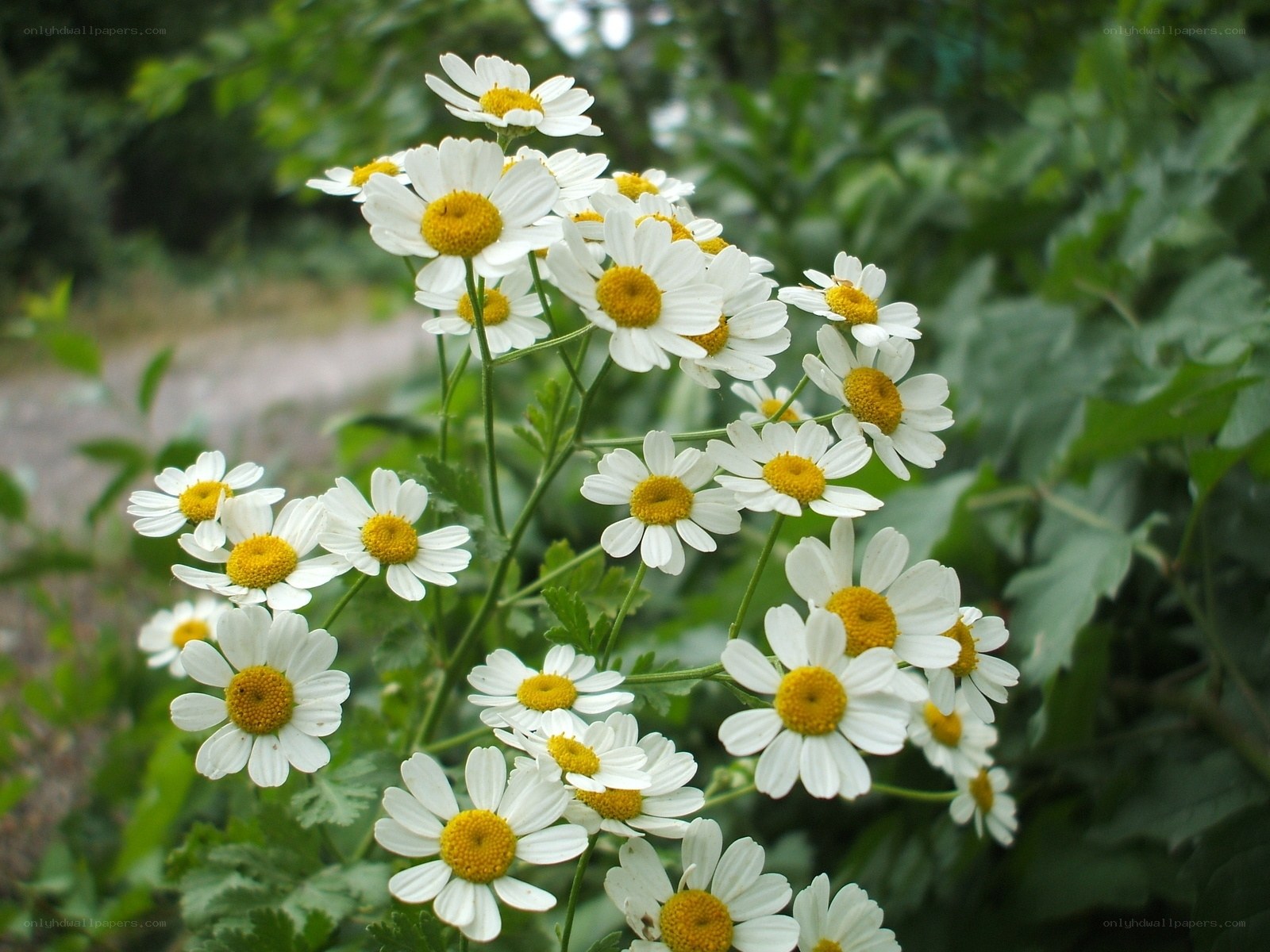 cluster of white daisies