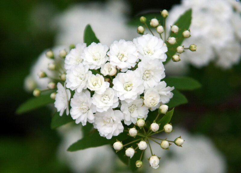 cluster of white flowers