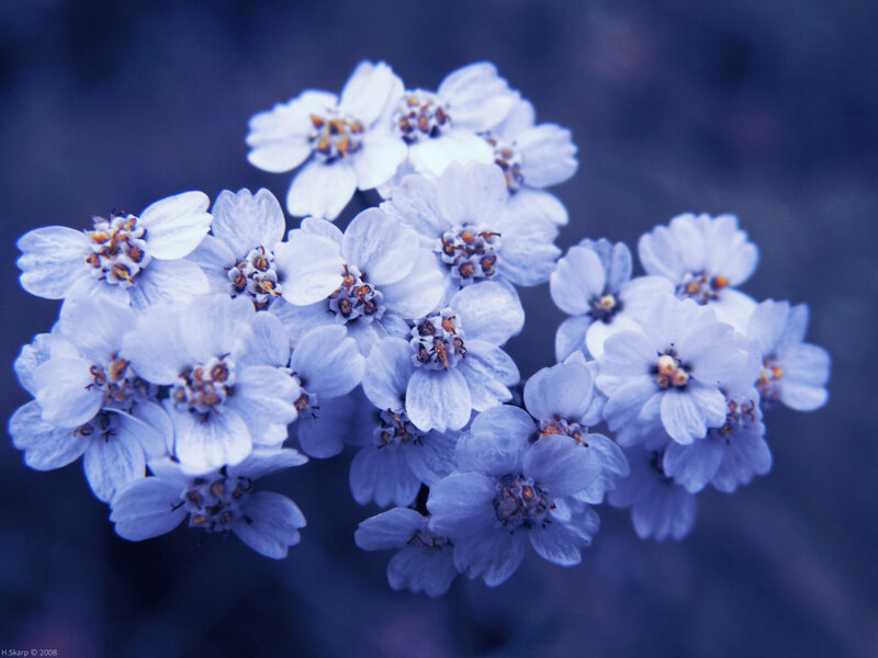 cluster of white flowers