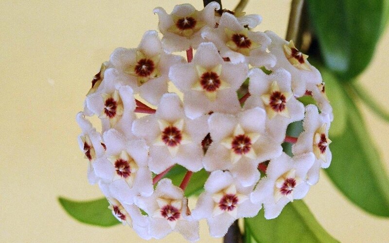 cluster of white flowers